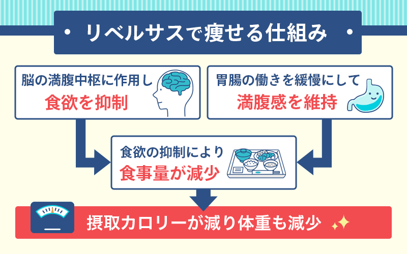 リベルサスの効果で痩せる仕組み