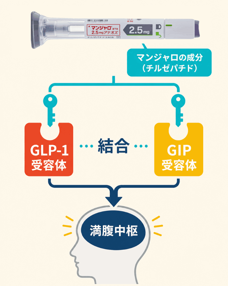 マンジャロの作用機序