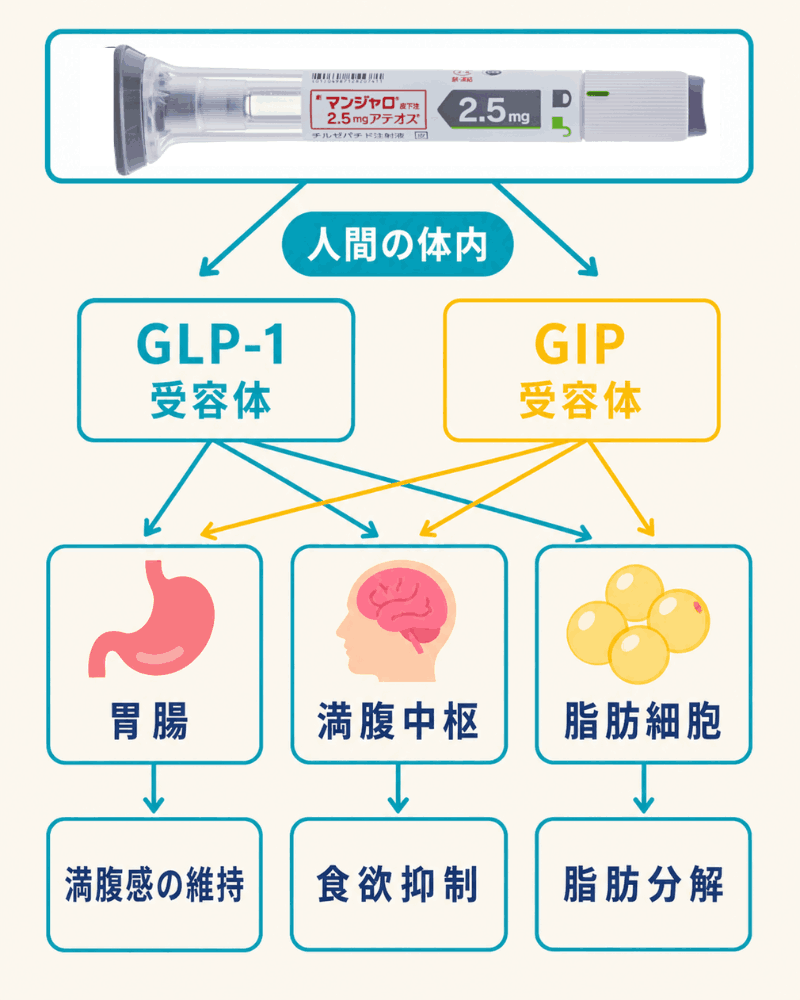glp 1 なぜ 痩せる マンジャロの効果で何キロ痩せる？ダイエットできる仕組みや副作用も解説