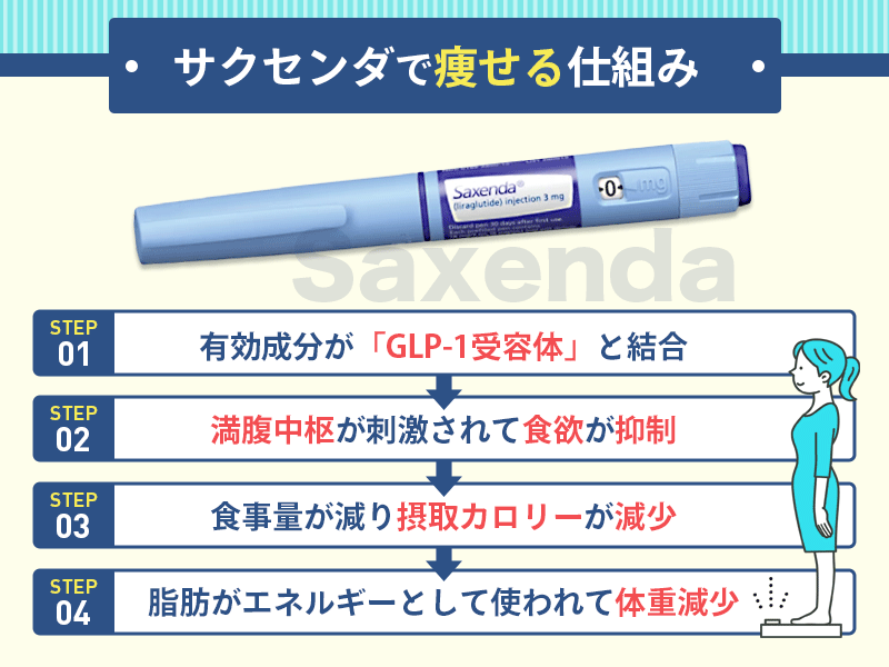 サクセンダのダイエット効果