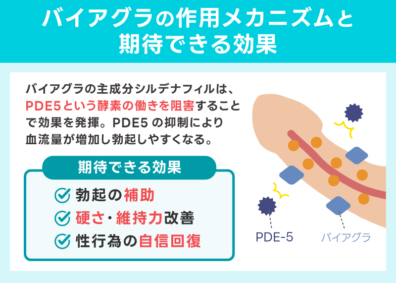バイアグラの作用メカニズムと期待できる効果
